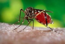 Zika se propaga de forma explosiva, advierte OMS