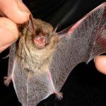 Detectan la presencia del virus Nipah en dos especies de murciélagos en la India murciélago, nipah, virus, síntomas,