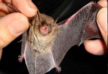 Detectan la presencia del virus Nipah en dos especies de murciélagos en la India murciélago, nipah, virus, síntomas,