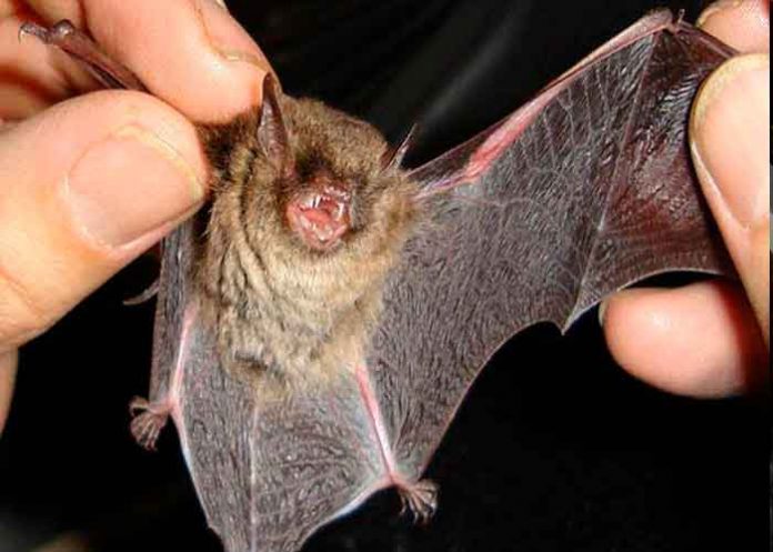 murcielago murciélago, nipah, virus, síntomas,