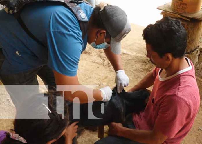 nicaragua, nandaime, jornada, veterinarios, animales,