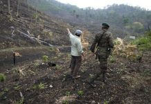 «Narcosganaderos» señalados de incendios en Guatemala