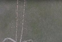 Armó pene gigante con ovejas y lo filmó con un dron