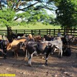 Batallón Ecológico ocupa ganado en Mulukukú nicaragua, ganado, mulukuku,