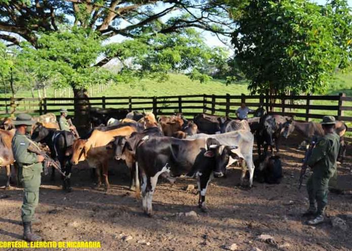 nicaragua, ganado, mulukuku,