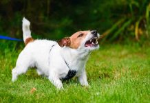 Nueva Jersey: Niño cae desde una ventana y muere devorado por perros estados unidos, perros, niño, ataque,
