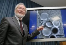 El japonés Yoshinori Ohsumi, gana Nobel de Medicina