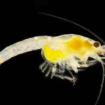 Biólogos descubren en el zoo de Viena una especie nueva de gamba viena, nueva especie, gamba, descubrimiento,