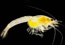 Biólogos descubren en el zoo de Viena una especie nueva de gamba viena, nueva especie, gamba, descubrimiento,