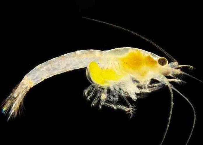 viena, nueva especie, gamba, descubrimiento,