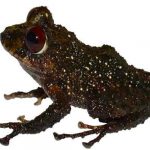 ecuador, nueva especie, rana, hallazgo,