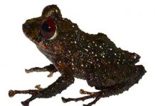 ecuador, nueva especie, rana, hallazgo,