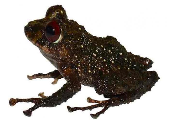 ecuador, nueva especie, rana, hallazgo,