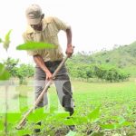Presentan plan de producción para el ciclo agrícola 2021-2022 Nicaragua, Ocotal, ciclo agrícola 2021, productores,