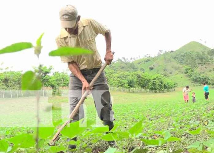 ocotal4 Nicaragua, Ocotal, ciclo agrícola 2021, productores,