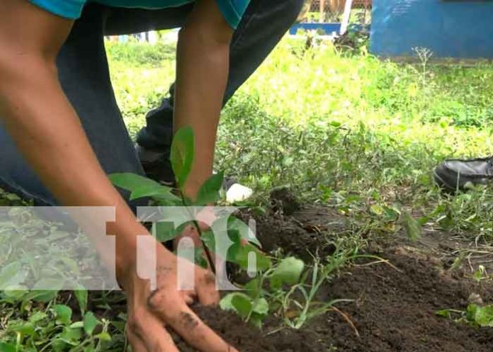 ometepe1 Nicaragua, ometepe, jornada nacional de reforestación , amor a la madre tierra,