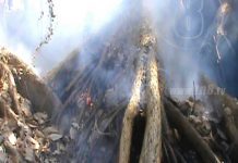 Incendio forestal en isla de ometepe