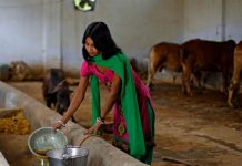 La orina de vaca, un éxito comercial en la India