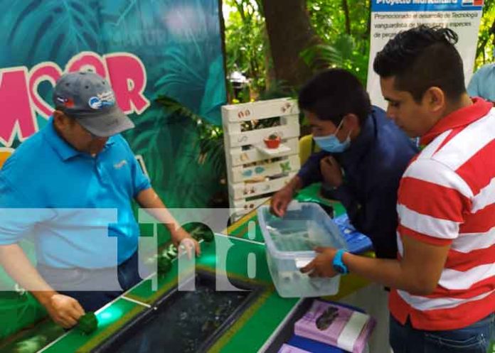 nicaragua, capacitacion, maricultura,
