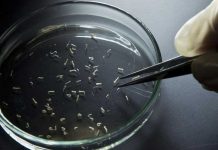 Canadá: Reportan casos de Zika en cuatro personas