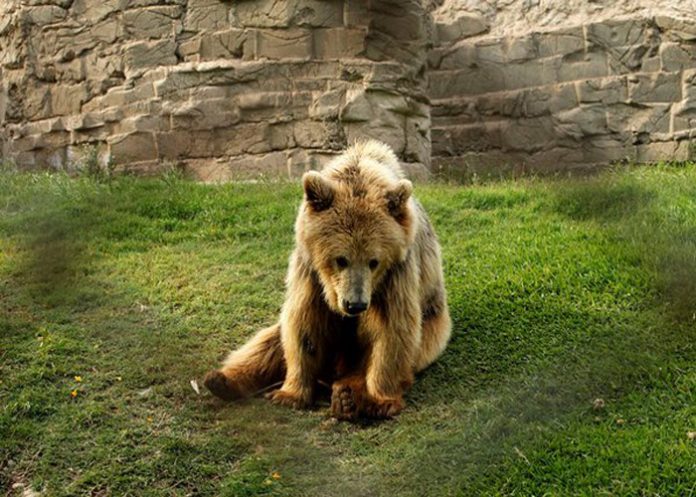 oso