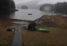 Joven le ruega a un oso que empiece a hibernar, mira el motivo