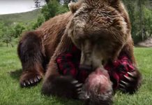Crudas imágenes de un oso mordiendo toda la cabeza a un hombre
