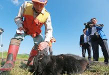 Japón: Alarma por ataques mortales de osos