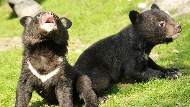 osos-negros-abc-644x362