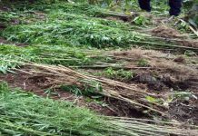 Jinotega: Incautan plantillo de Marihuana