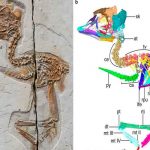 Descubren diminuto pájaro que tenía un cráneo similar al del tiranosaurio tiranosaurio, pájaro, cráneo , diminuto,