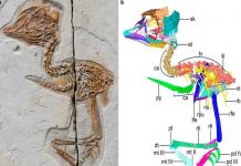 Descubren diminuto pájaro que tenía un cráneo similar al del tiranosaurio tiranosaurio, pájaro, cráneo , diminuto,