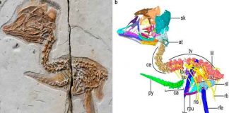 tiranosaurio, pájaro, cráneo , diminuto,
