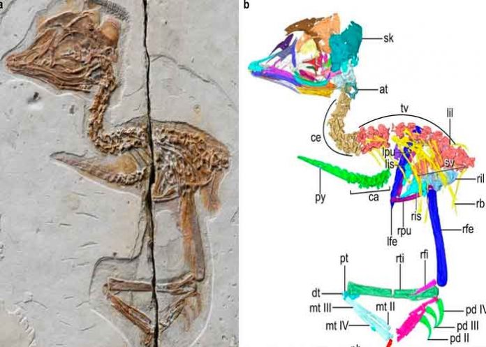tiranosaurio, pájaro, cráneo , diminuto,