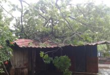 Managua: Lluvias provocan que árbol caiga sobre vivienda