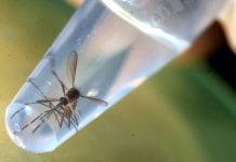 Panamá evalúa introducir mosquitos transgénicos para combatir zika