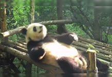Viral: El oso panda que hace abdominales