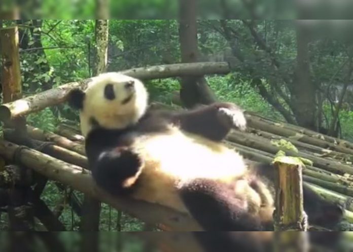panda-abdominales