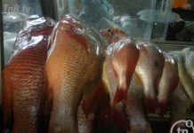 Ofertan variedad de pescados en mercados de Managua