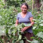 Alternativa de la economía familiar crece en Masaya nicaragua, masaya,