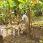 Familias de Managua aprovechan patio para sembrar hortalizas nicaragua, patio saludable, managua, economia familiar,