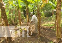 Familias de Managua aprovechan patio para sembrar hortalizas nicaragua, patio saludable, managua, economia familiar,