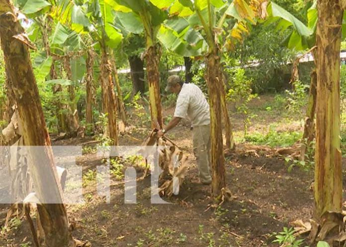 nicaragua, patio saludable, managua, economia familiar,