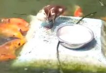Un pequeño pato le da de comer a los peces