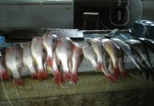 Precios de marisco y perecederos estables en mercados