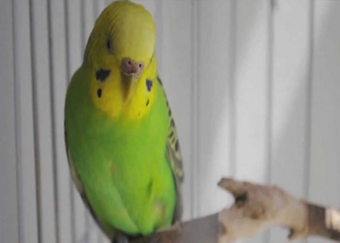 perico