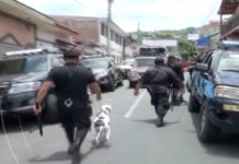 Perra Pitbull ataca a niña en parque de Matagalpa