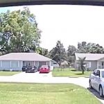 estados unidos, texas, perro,