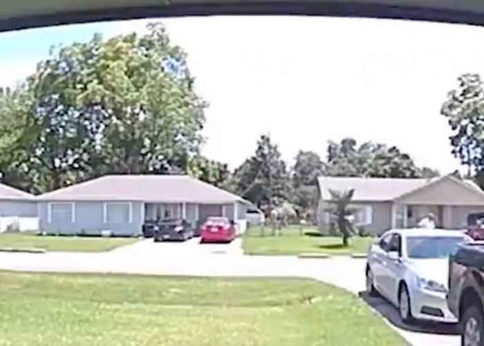 estados unidos, texas, perro,