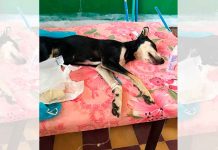 honduras, deteccion, perro, covid, pandemia, autoridades, salud,